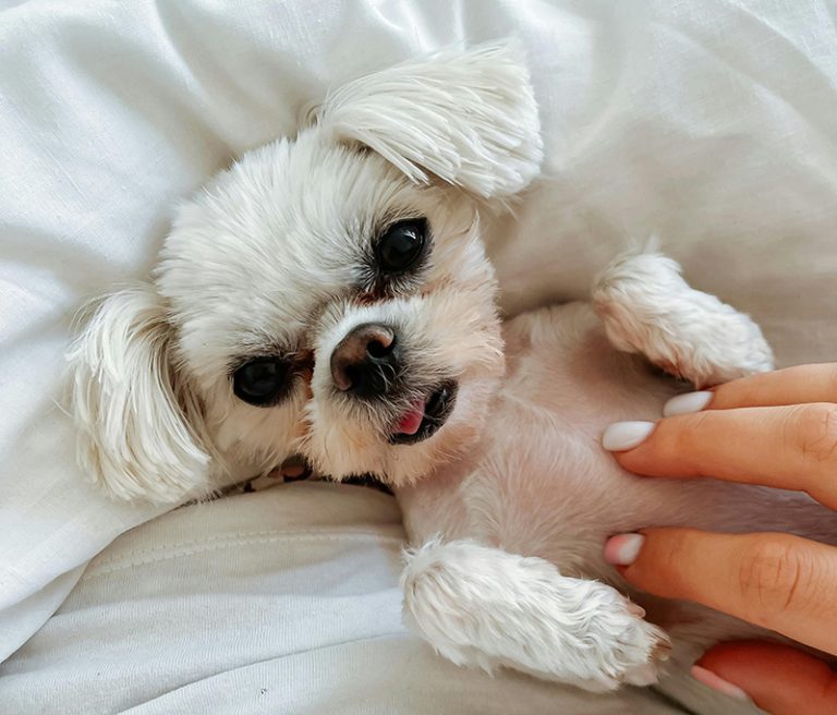 dog